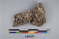 藏品(珊瑚化石)的圖片